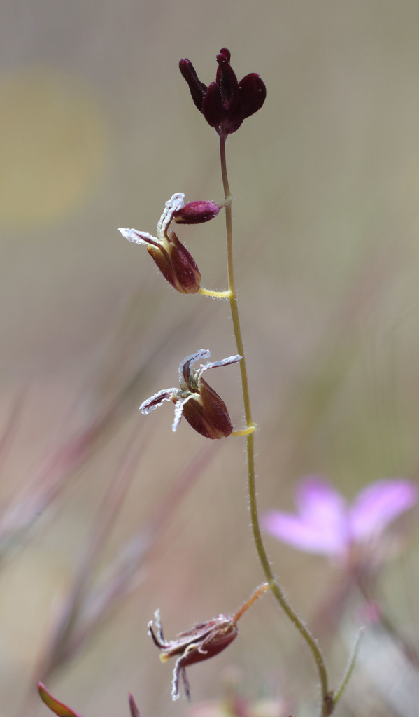 Streptanthus insignis subsp. insignis (plumed jewelflower), native California herb