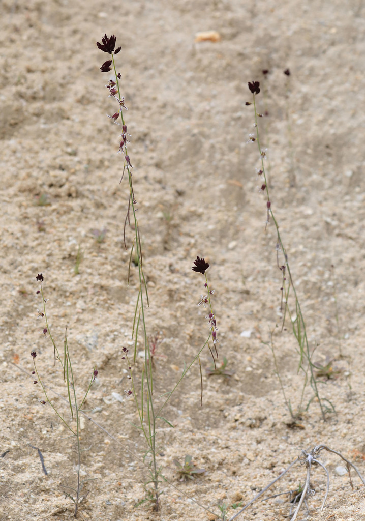 Streptanthus insignis subsp. lyonii (Arburua ranch jewelflower), native California herb