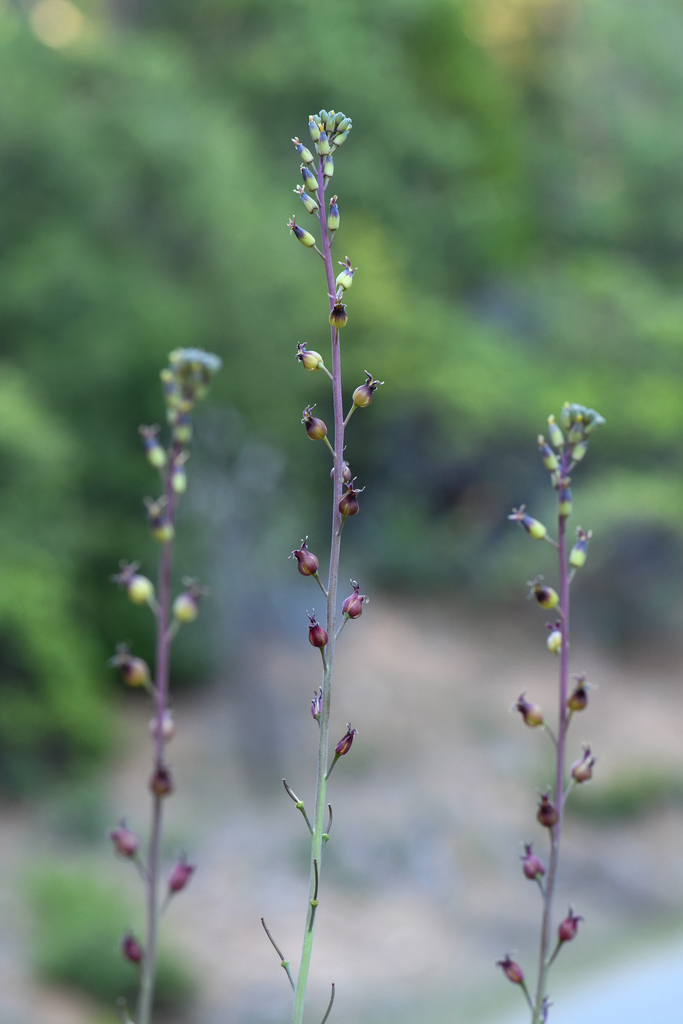Streptanthus longisiliquus (Long-fruit jewelflower), native California herb