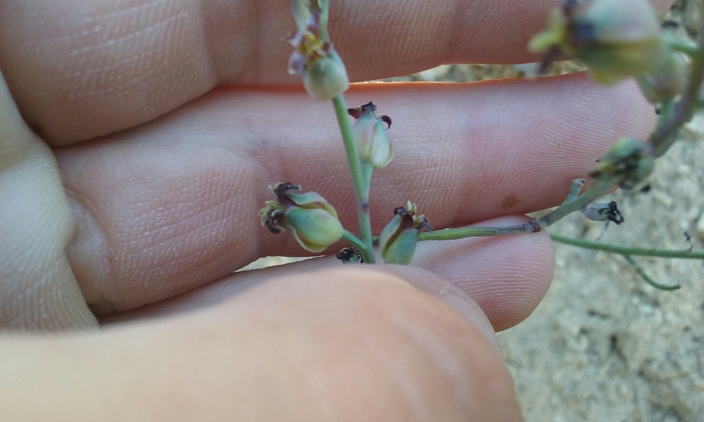 Streptanthus medeirosii (Tejon jewelflower), native California perennial