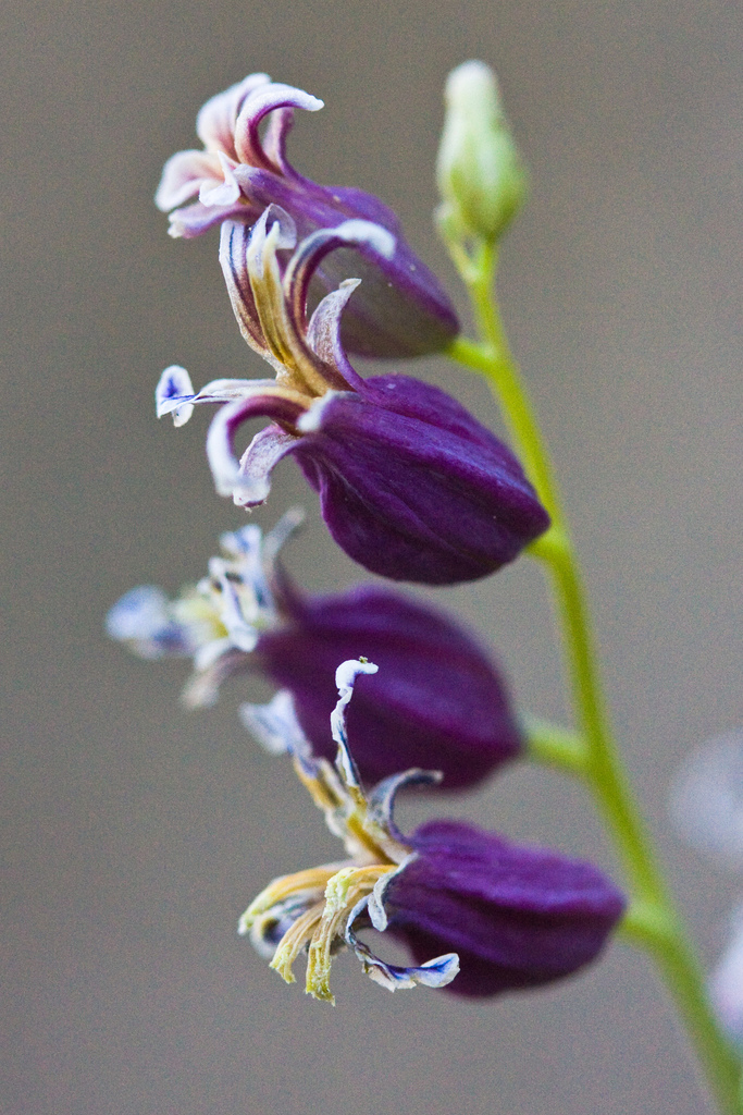 Streptanthus morrisonii ssp. kruckebergii (Kruckeberg's jewel-flower), California herb