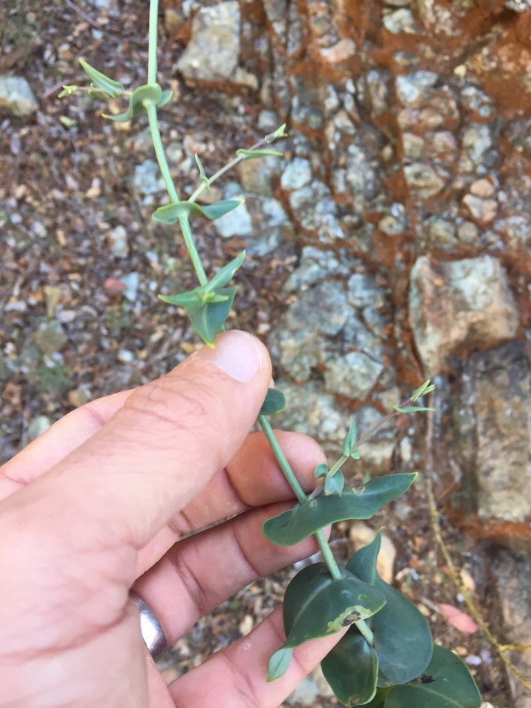 Streptanthus morrisonii (Morrison's jewelflower), native California herb