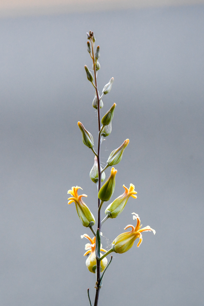 Streptanthus oblanceolatus (Trinity river jewelflower), native California herb
