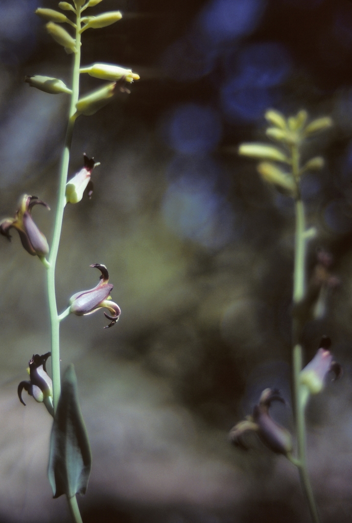 Streptanthus oliganthus (Masonic mountain jewelflower), native California herb