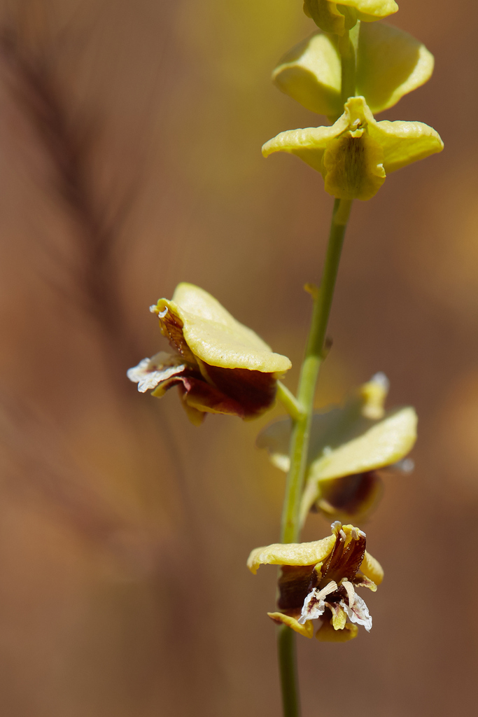 Streptanthus polygaloides — parent species of Streptanthus polygaloides subsp. aureus