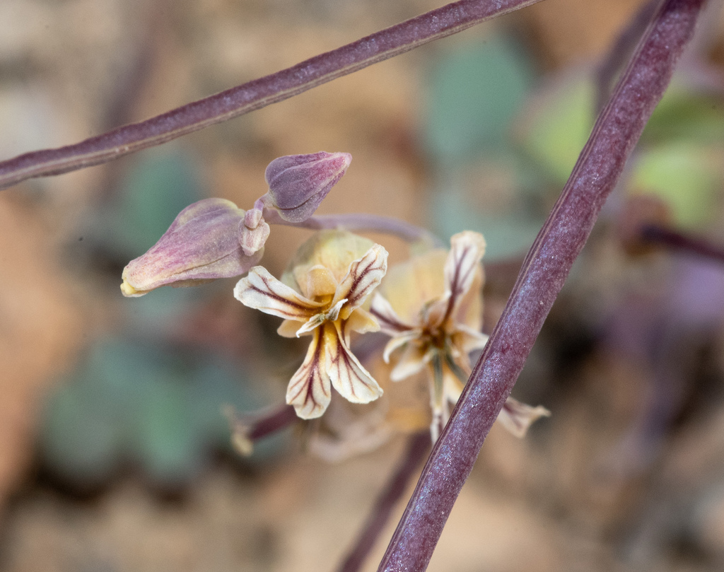 Streptanthus tortuosus var. orbiculatus (High mountain jewelflower), native California subshrub