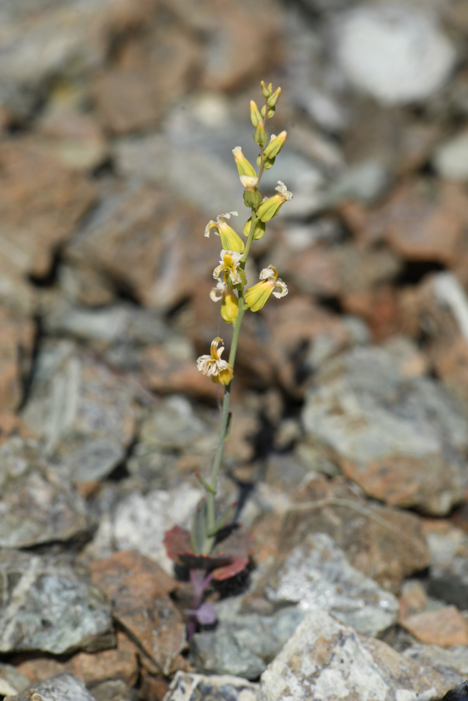 Streptanthus vernalis (Early jewelflower), native California herb