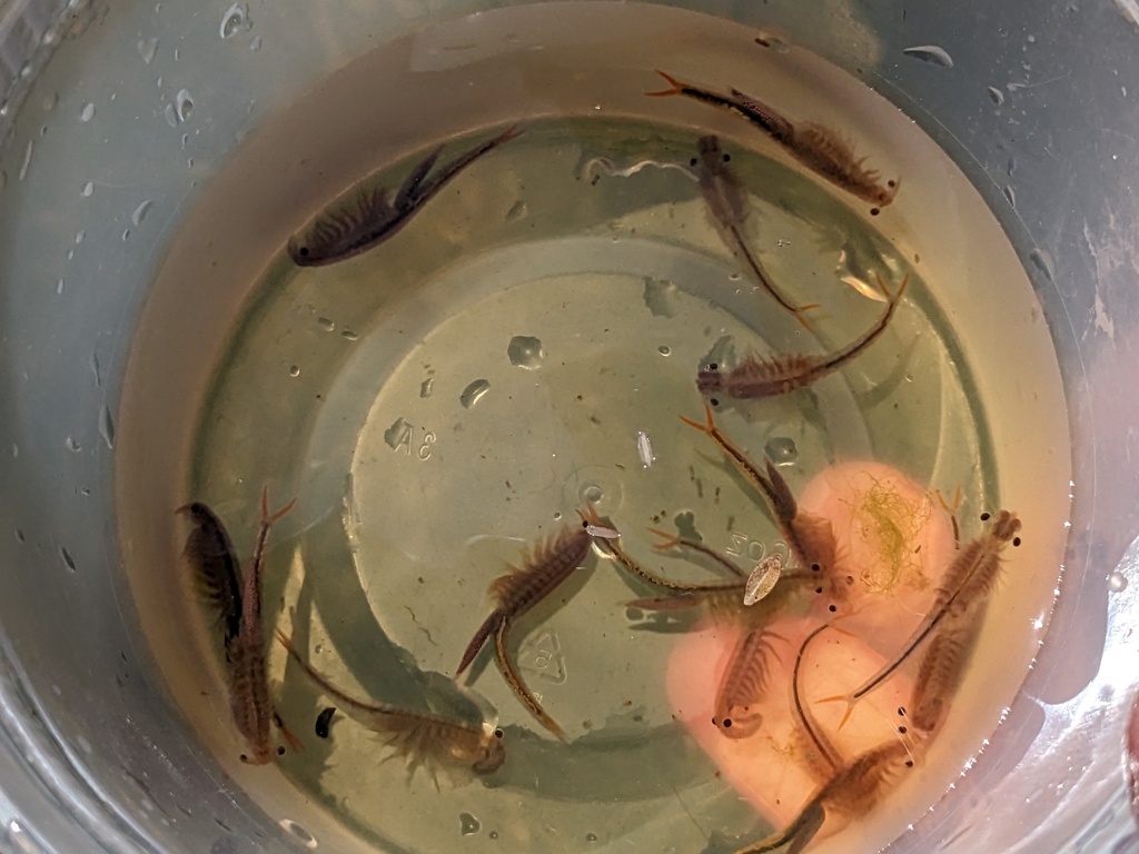 Streptocephalus woottoni (Riverside fairy shrimp), California species