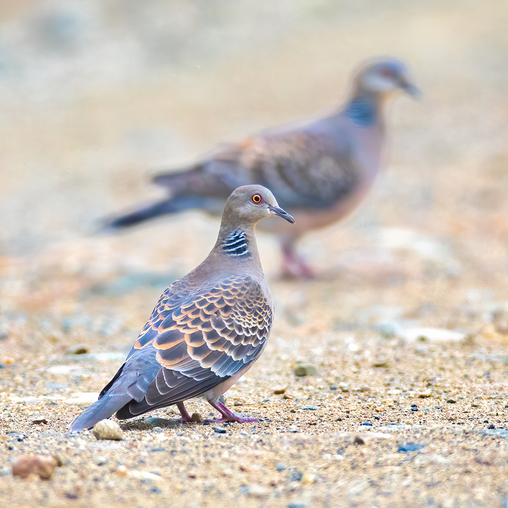Streptopelia orientalis (Oriental Turtle-Dove), California species