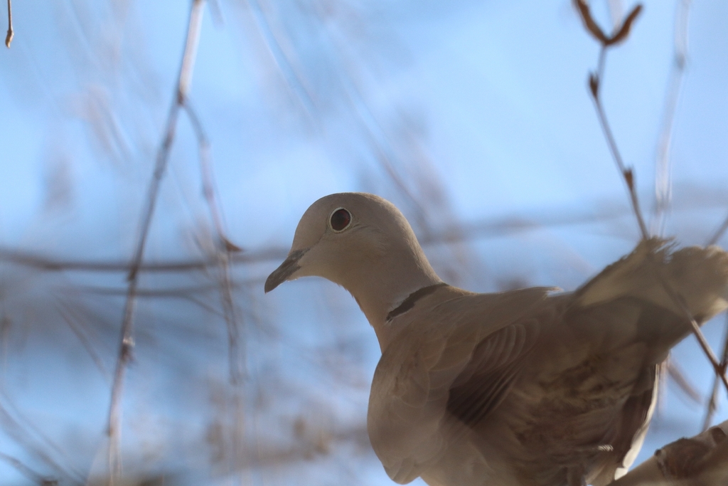 Streptopelia decaocto (Eurasian Collared-Dove), California species