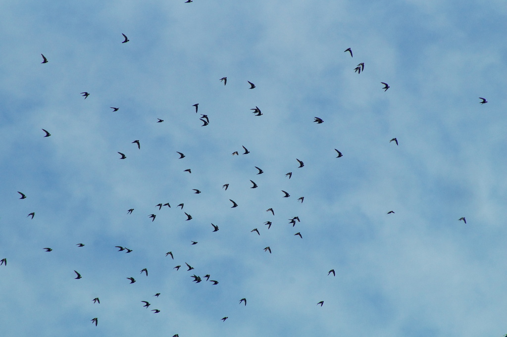 Streptoprocne zonaris (White-collared Swift), California species