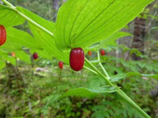 Streptopus sp., native California perennial