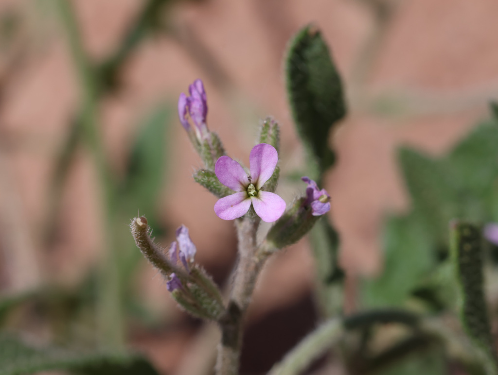 Strigosella africana (African mustard), non-native California herb