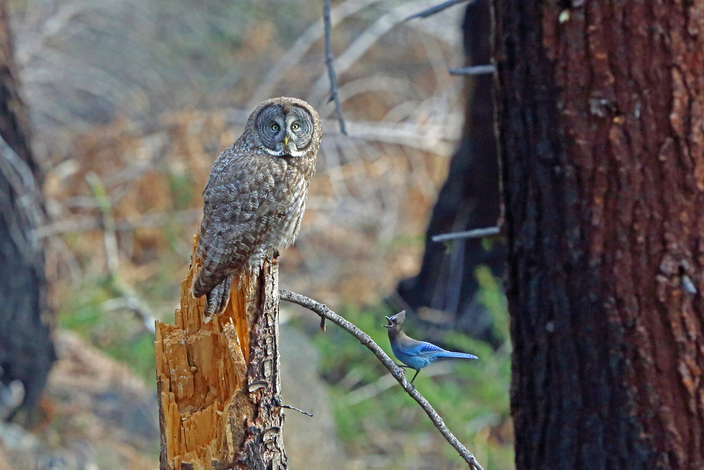 Strix nebulosa (Great gray owl), California species