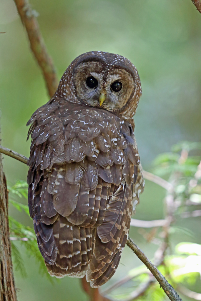 Strix occidentalis (Spotted Owl), California species