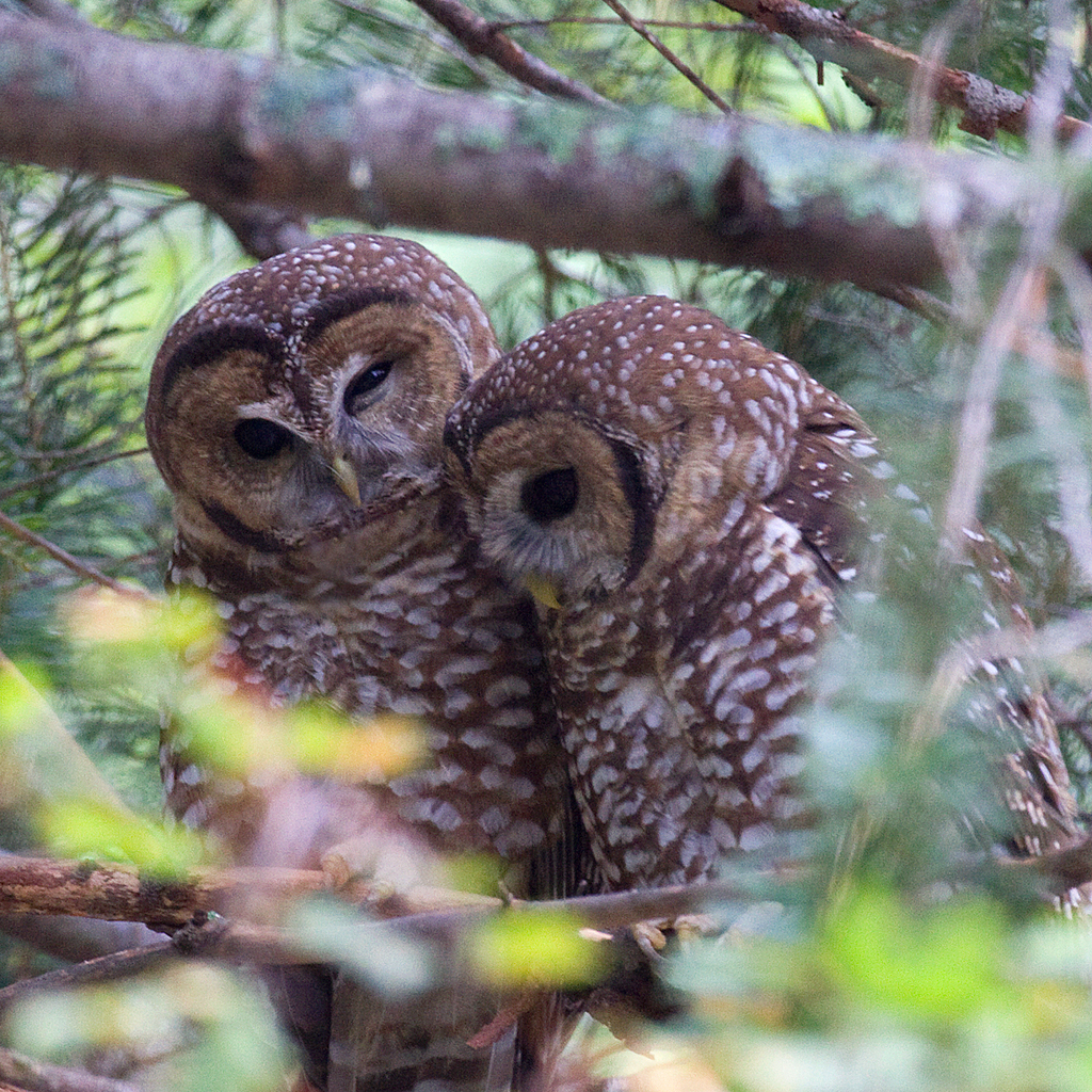 Strix occidentalis lucida (Mexican spotted owl), California species