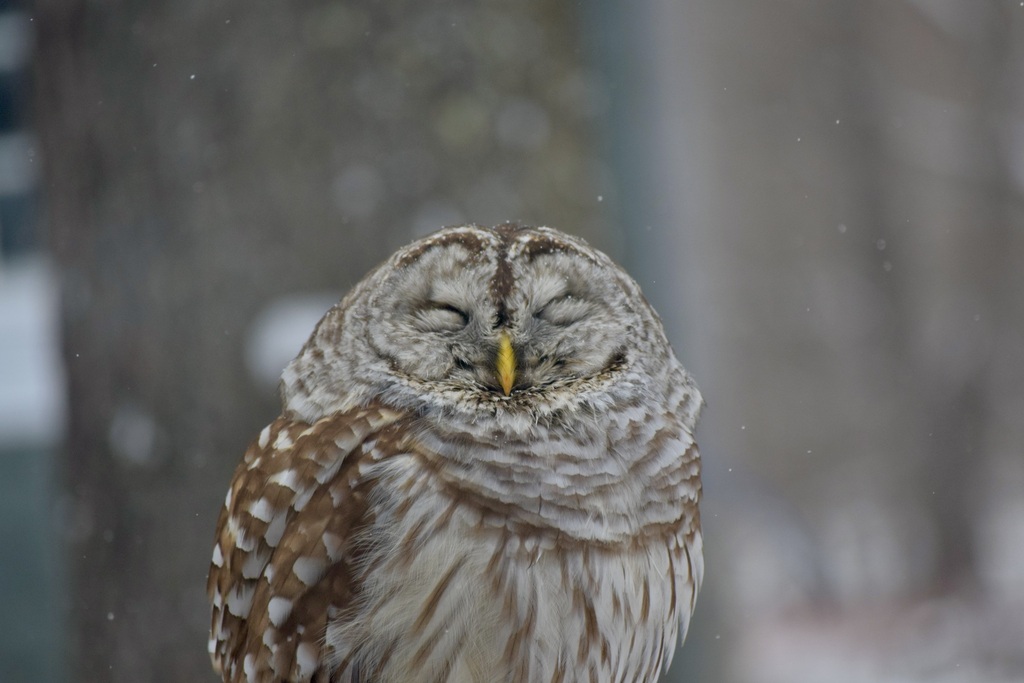 Strix varia (Barred Owl), California species