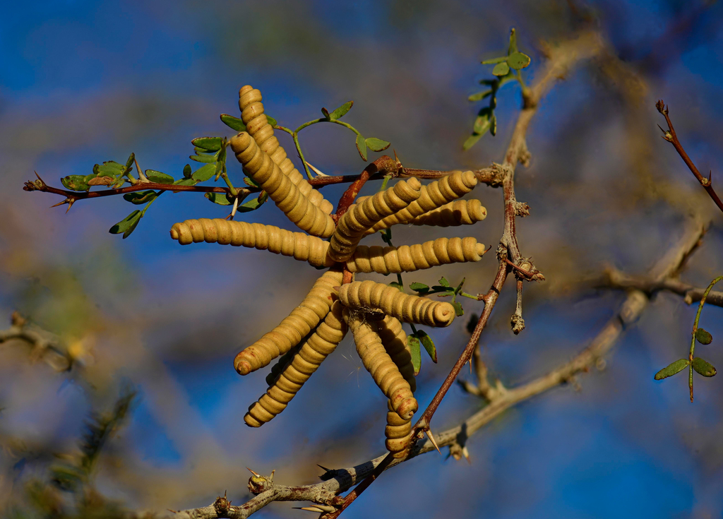 Strombocarpa pubescens (Screwbean mesquite), native California shrub / tree