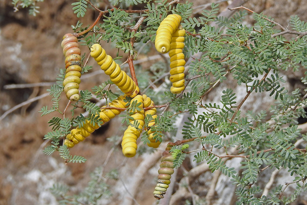 Strombocarpa sp., California shrub