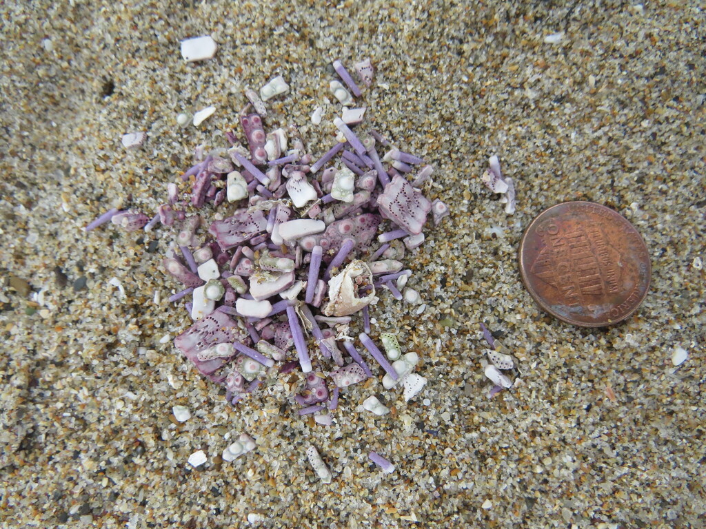 Strongylocentrotus purpuratus (Pacific Purple Sea Urchin), California species