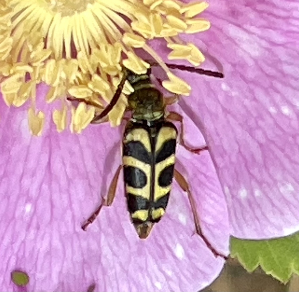 Strophiona tigrina, California species