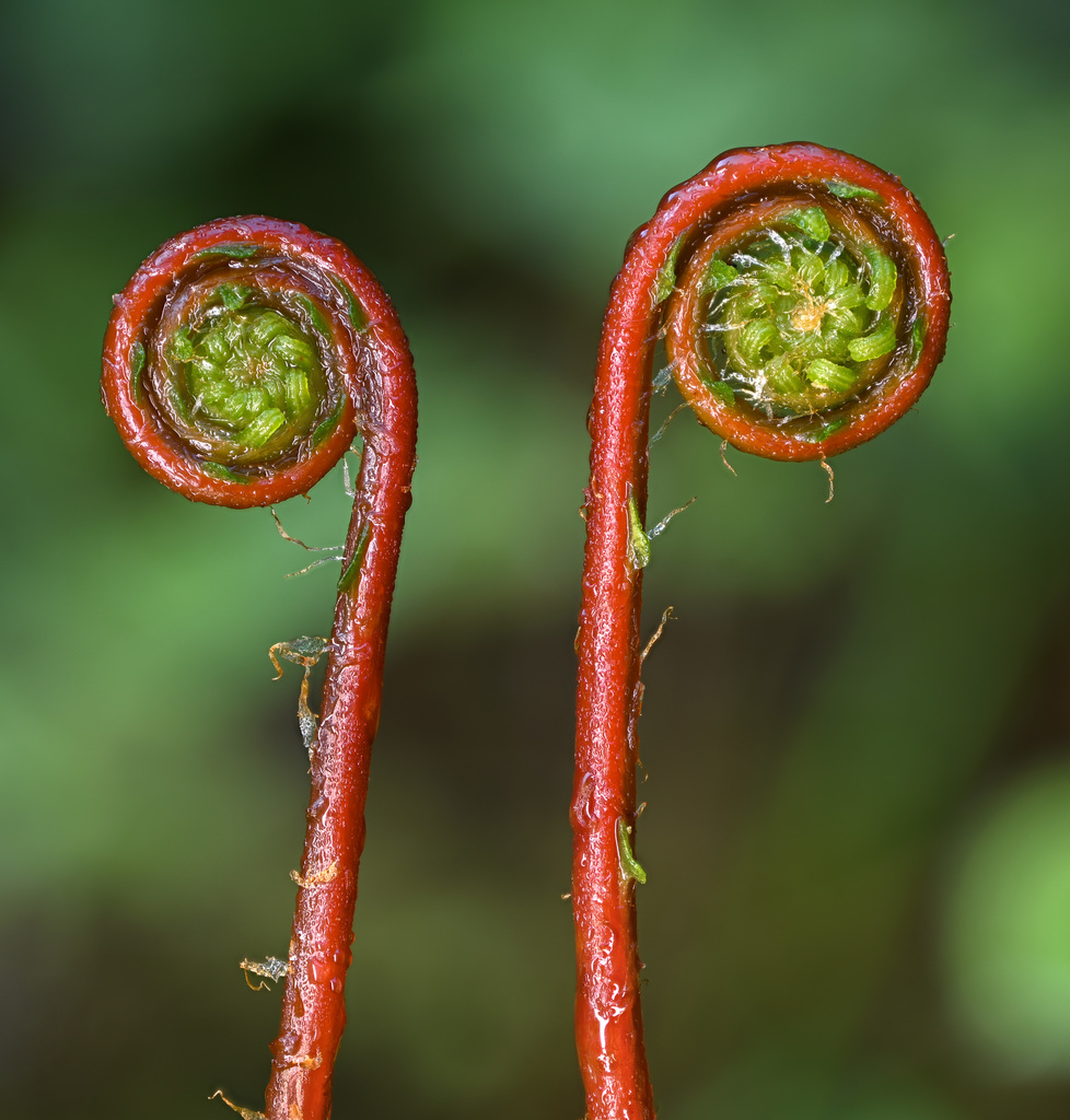 Struthiopteris spicant (Deer fern), native California herb