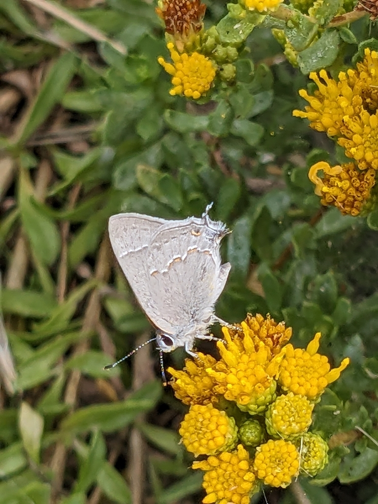 Strymon avalona (Avalon Scrub-Hairstreak), California species