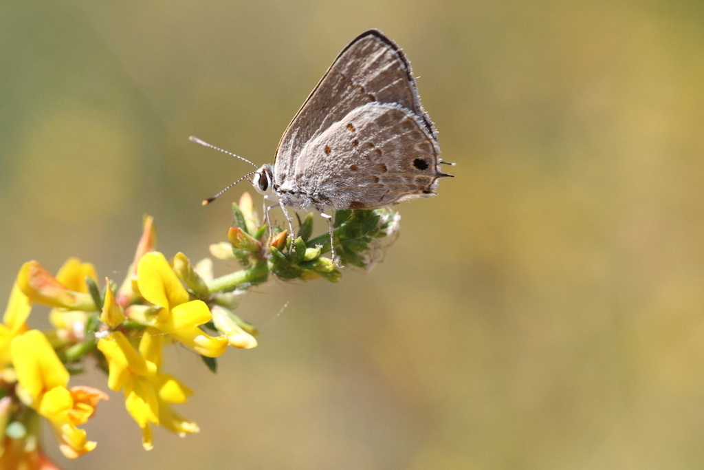 Strymon istapa (Mallow Scrub-Hairstreak), California species