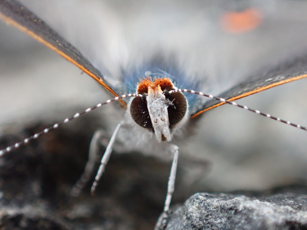 Strymon melinus (Gray Hairstreak), California species
