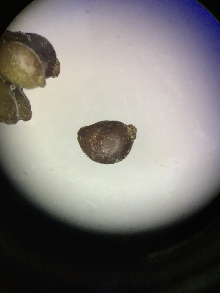 Stuckenia filiformis subsp. alpina (Slender-leaved pondweed), native California herb