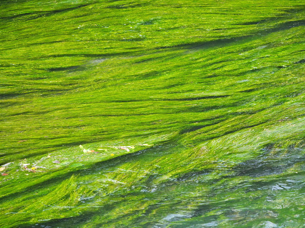 Stuckenia pectinata (Fennel-leaf pondweed), native California herb