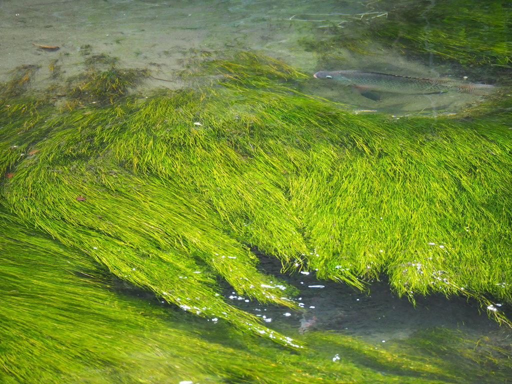 Stuckenia sp. (Pondweed), native California perennial