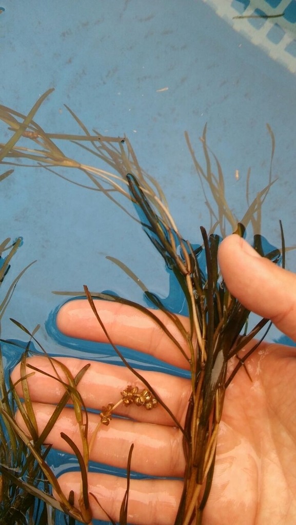 Stuckenia striata (Nevada pondweed), native California herb