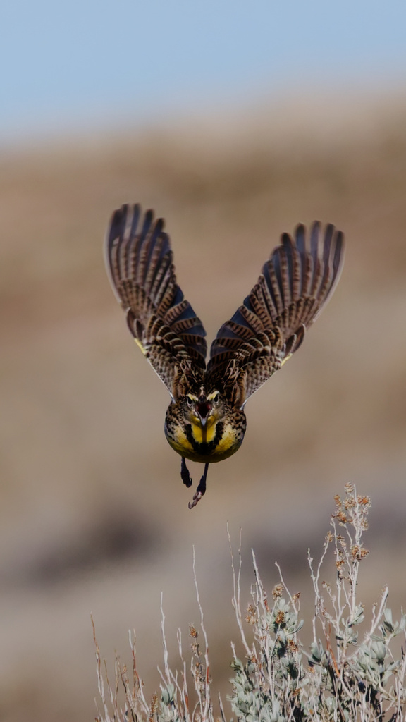 Sturnella neglecta (Western Meadowlark), California species