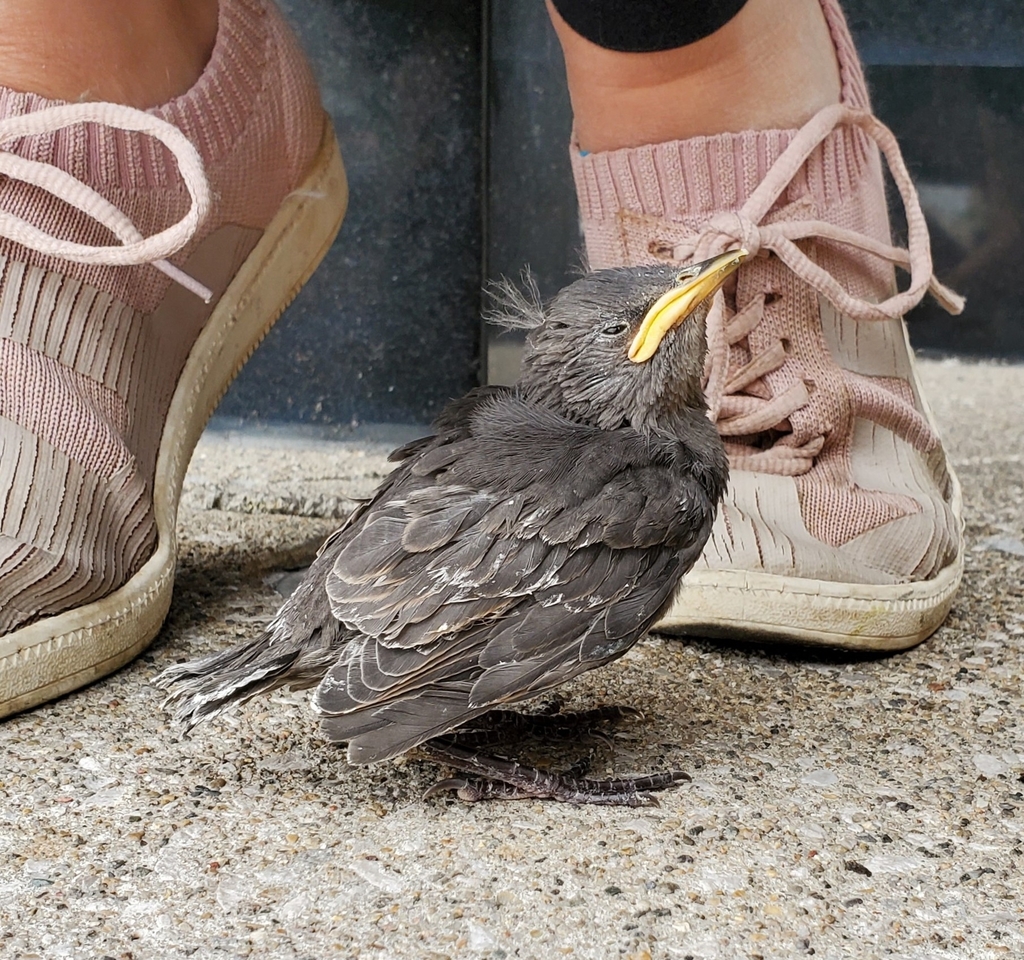 Sturnus vulgaris (European Starling), California species