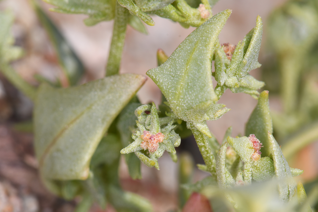 Stutzia covillei (Coville's orach), native California herb