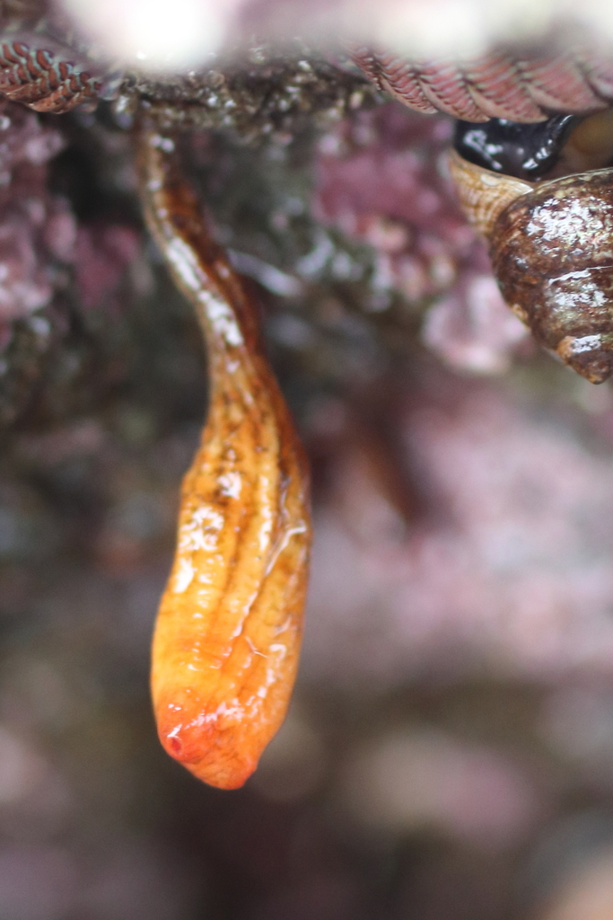 Styela montereyensis (Long-stalked Sea Squirt), California species