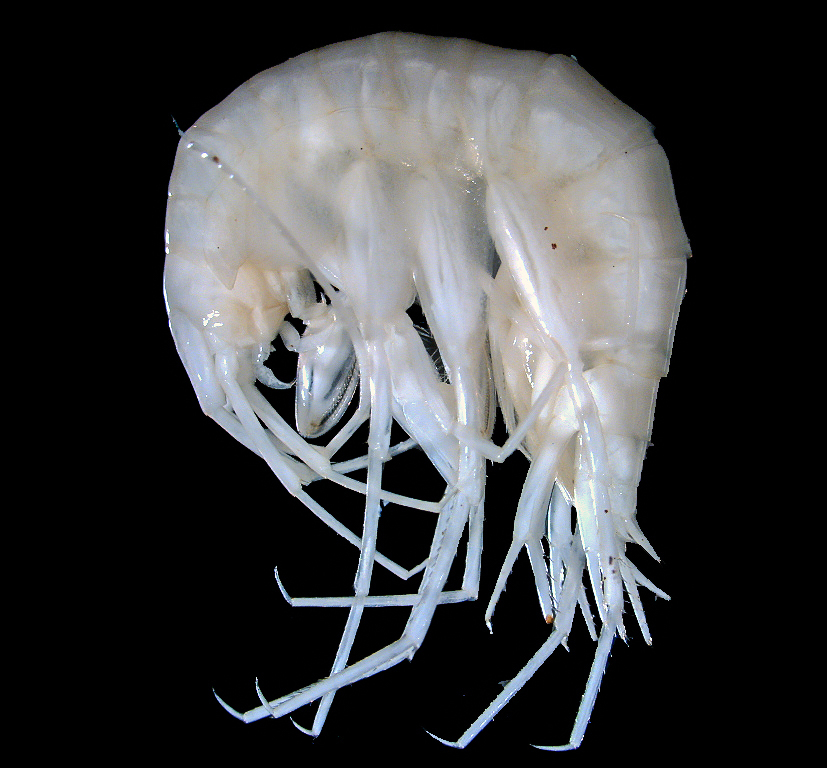 Stygobromus gallawayae (Gallaway's Amphipod), California species