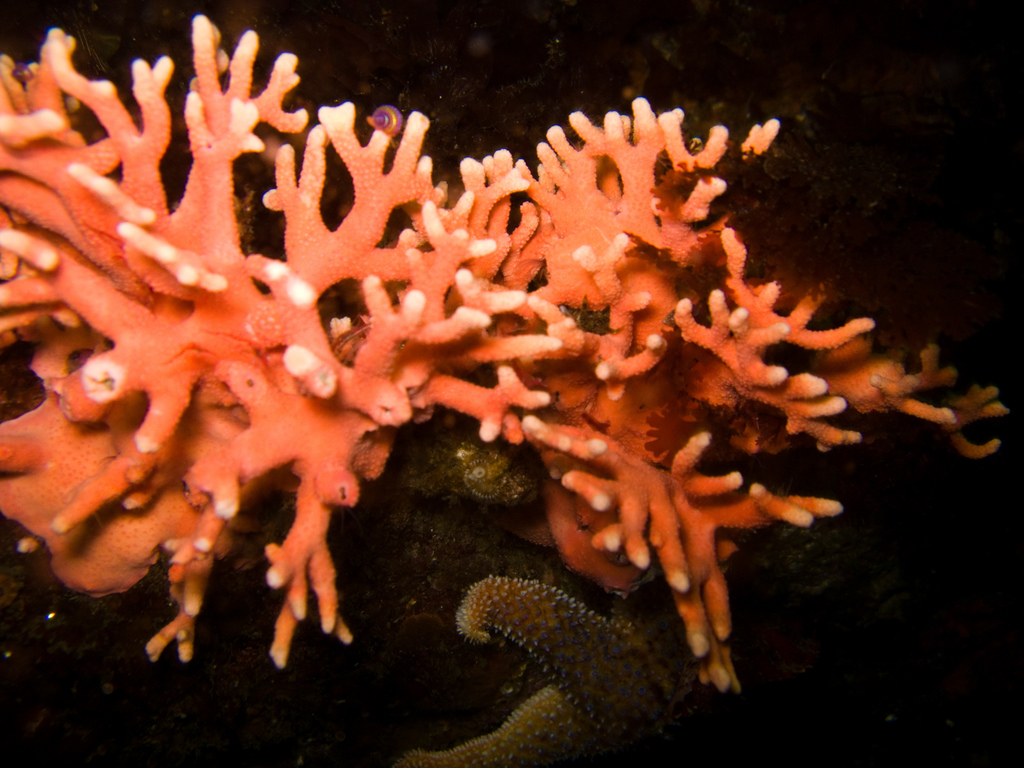 Stylaster californicus (California Hydrocoral), California species