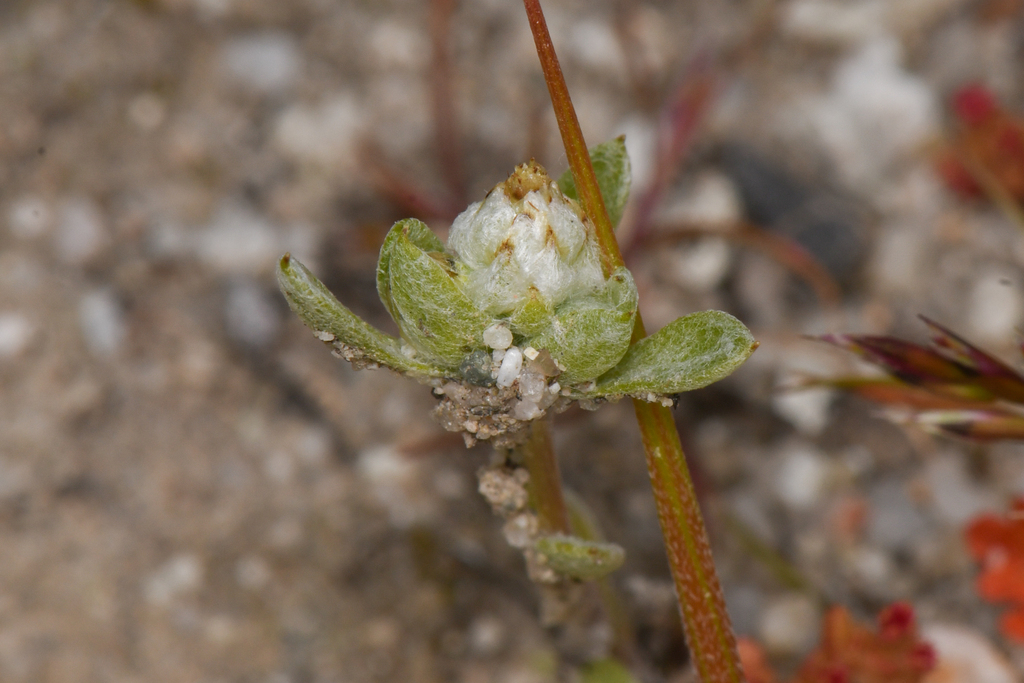 Stylocline citroleum (Oil neststraw), native California herb