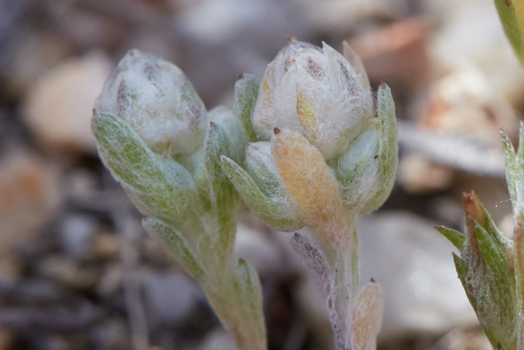 Stylocline gnaphaloides (Everlasting neststraw), native California herb