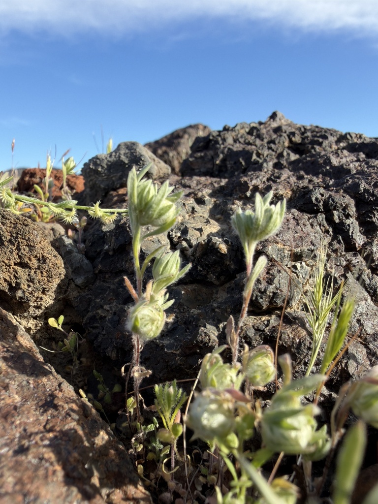 Stylocline intertexta (Mojave neststraw), native California herb