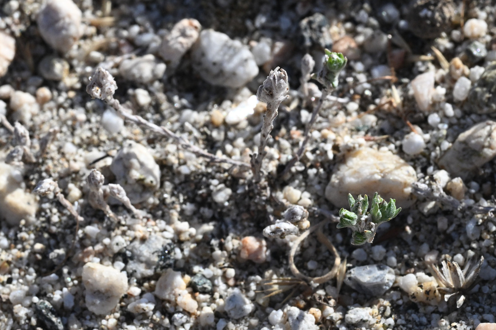 Stylocline masonii (Mason's neststraw), native California herb