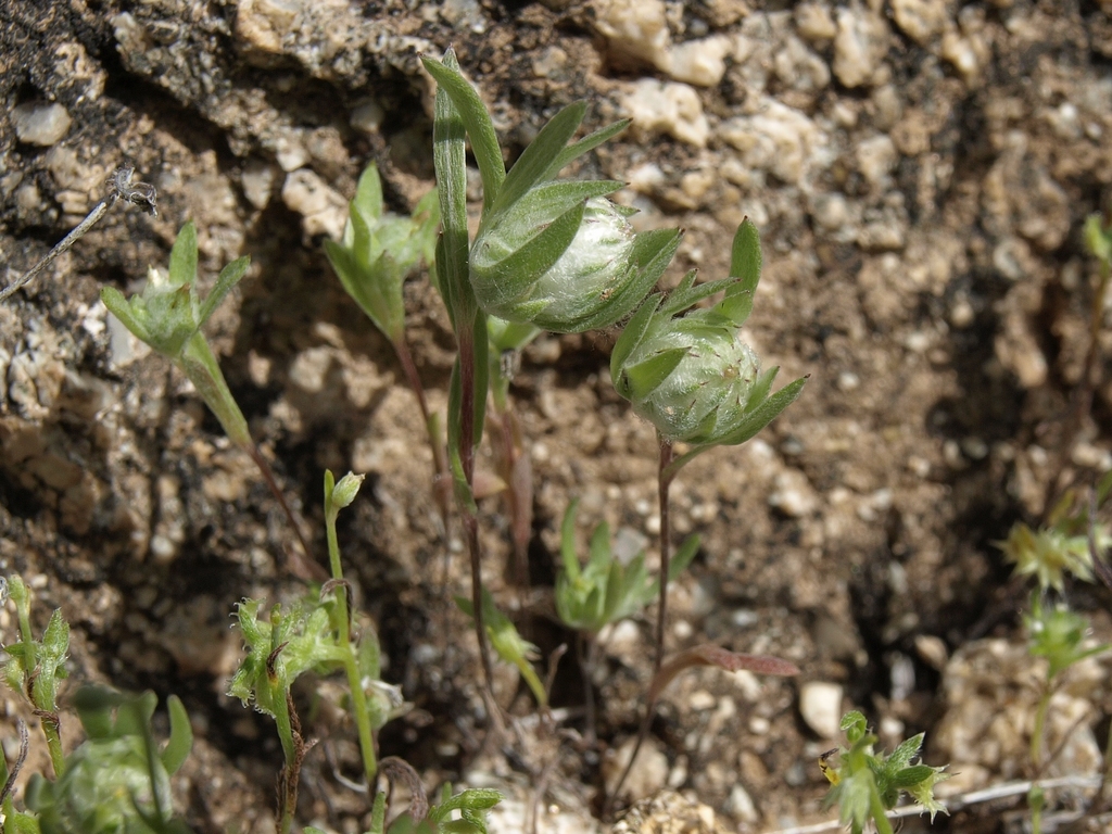 Stylocline micropoides (Desert neststraw), native California herb