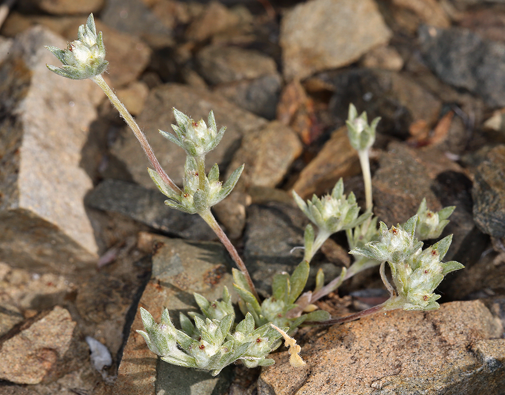 Stylocline psilocarphoides (Peck neststraw), native California herb