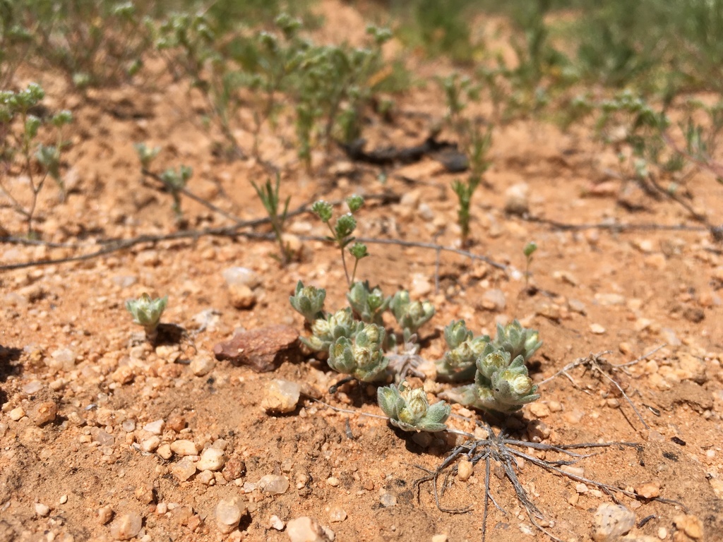 Stylocline sonorensis (Mesquite neststraw), native California herb