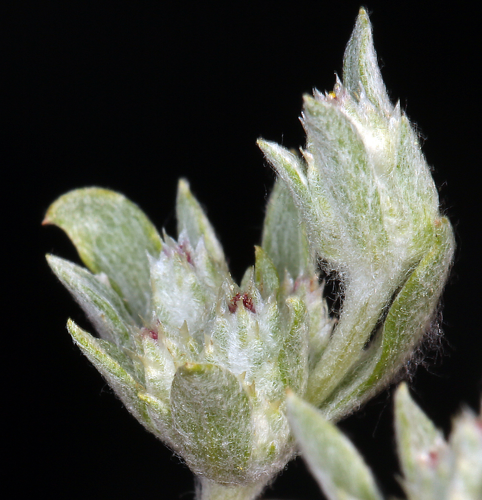 Stylocline sp. (Neststraw), native California annual