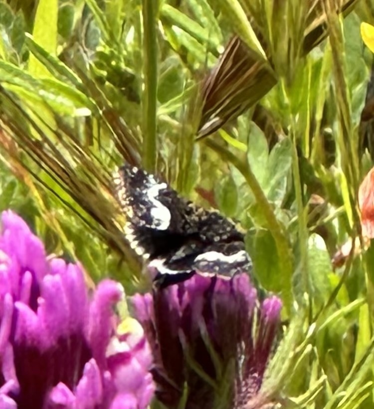Stylopoda cephalica, California species