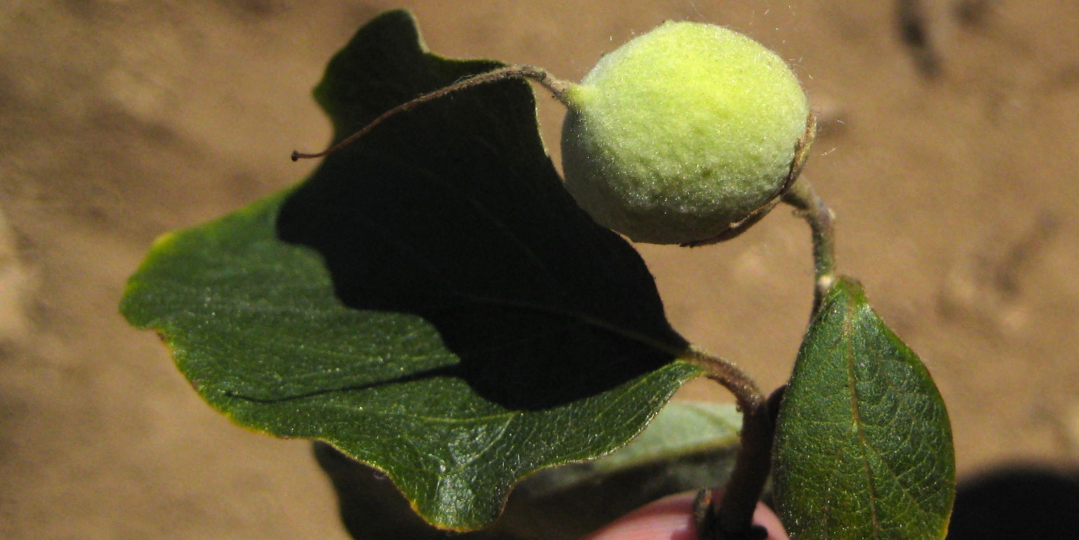 Styrax redivivus (California snowdrop bush), native California shrub / tree