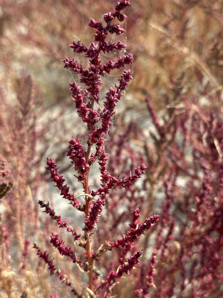 Suaeda calceoliformis (Horned seablite), native California subshrub